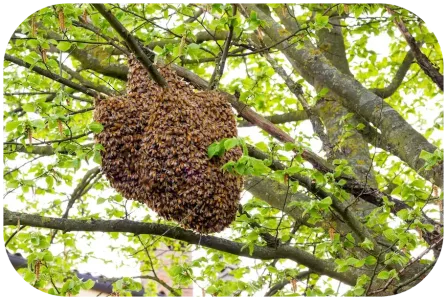 bees nest 