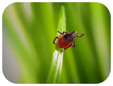 tick on grass