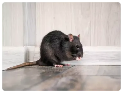 rodent control