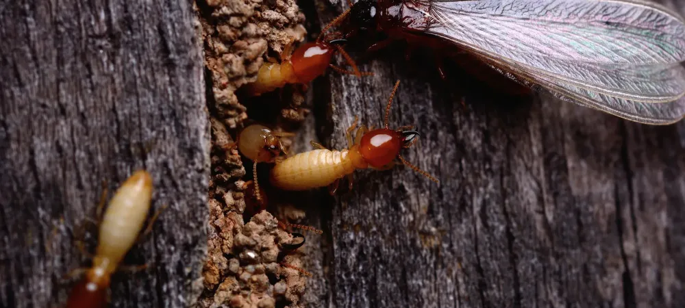termites on wood