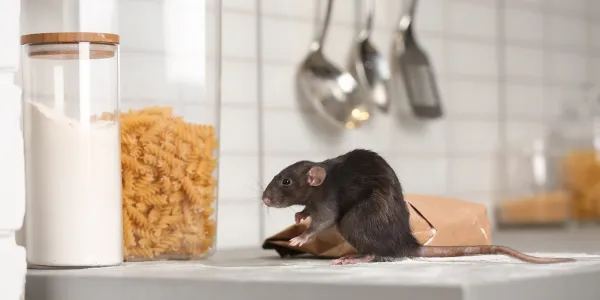 mouse on kitchen counter