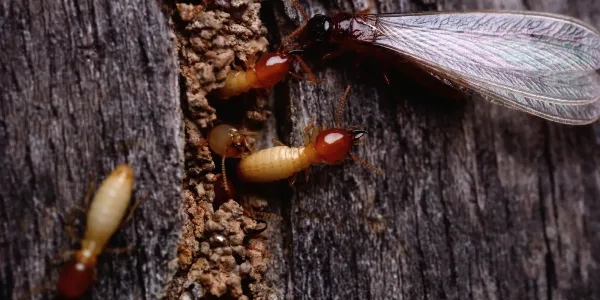 termites on wood