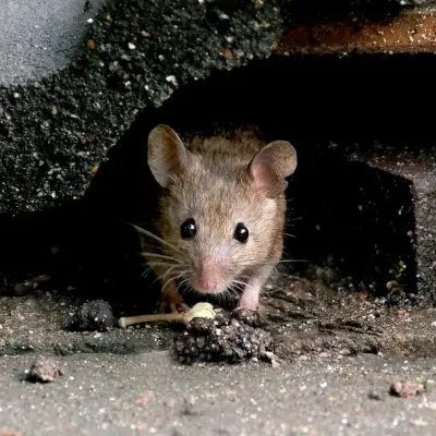 mouse hiding
