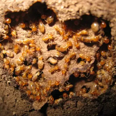 termites 