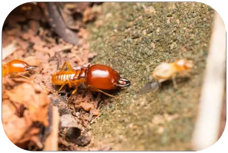 termites