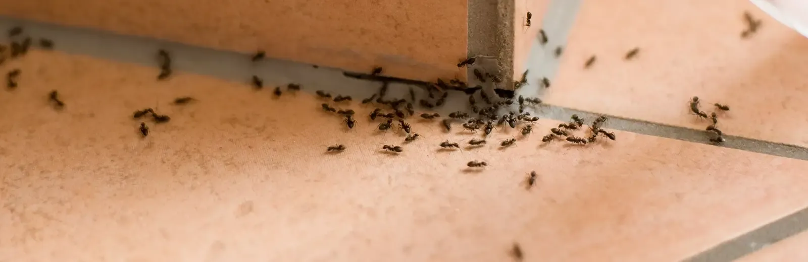 ants in kitchen