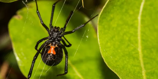 black widow